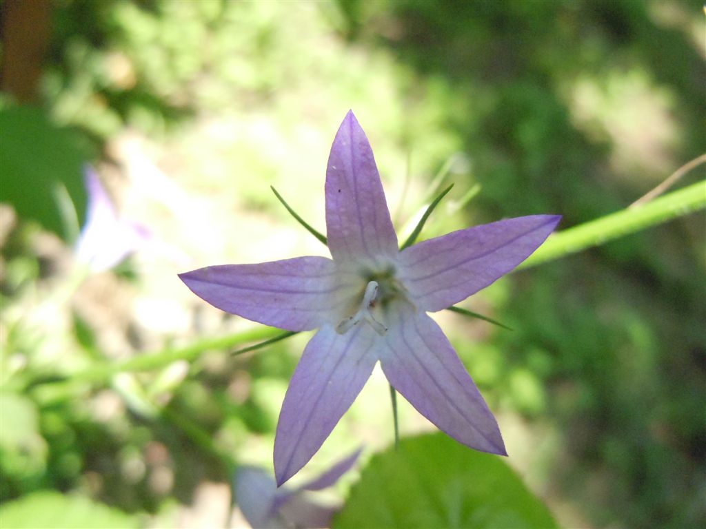 Campanula rapunculus / Raperonzolo